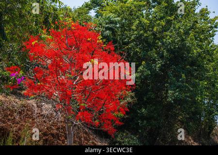 Brachychiton Acerifolius Illawarra Flame Tree Stockfoto