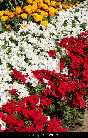 Ein Hochwinkelfoto mit einer dichten Ansammlung frischer weißer Petunien mit kräftigen roten Blüten, die tagsüber in einem öffentlichen Park wachsen. Stockfoto