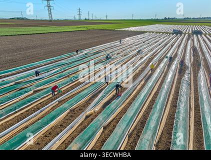 Ludwigsburg, Baden-Wuerttemberg, Deutschland, 05-10-2026, Luftaufnahme von Saisonarbeitern, die Spargel in langen überdachten Reihen ernten Stockfoto