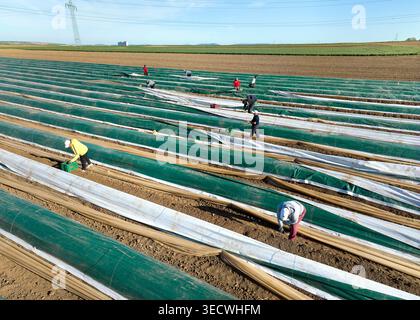 Ludwigsburg, Baden-Wuerttemberg, Deutschland, 05-10-2026, Luftaufnahme von Saisonarbeitern, die Spargel in langen überdachten Reihen ernten Stockfoto