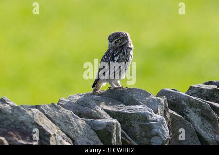 Little Eulen (Athene noctua) saßen auf einer Steinmauer in Yorkshire. Stockfoto