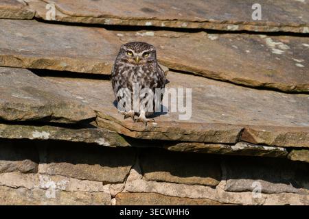 Little Owl (Athene noctua) saß in einer Scheune mit Steindach in Yorkshire. Stockfoto