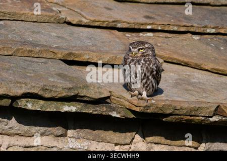 Little Owl (Athene noctua) saß in einer Scheune mit Steindach in Yorkshire. Stockfoto