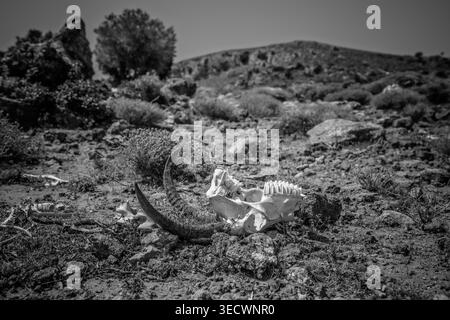 Rhodos, Griechenland trockene Natur mit einem gebleichten gehörnten Tierschädel, der auf trockenem felsigem Boden neben karger Vegetation und verstreutem ston ruht Stockfoto