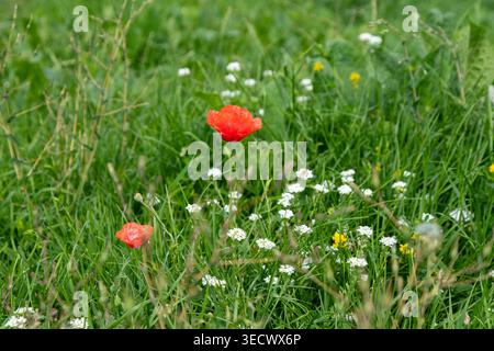 Mohnblumen und weiße Blumen in grüner Natur Stockfoto