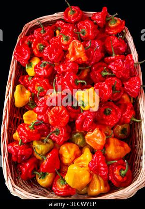 Der Korb ist voll mit feurigen schottischen Paprika in kräftigen Rot-, Orangen- und Gelbtönen, frisch aus der Ernte und voller Hitze. Stockfoto
