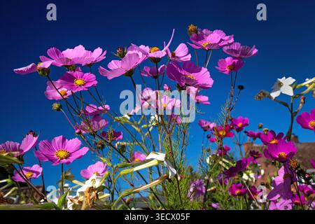 Rosa Kosmos Blüten reichen bis in einen tiefblauen Himmel, glühen in hellem Sonnenlicht mit zarten Frühlingsfarben. Stockfoto