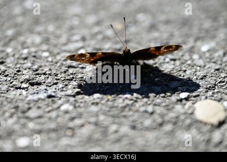 Pfauenfalter, der Flügel auf Beton ausbreitet. Details von Aglais io, der auf sonnigem Betonboden sitzt. Stockfoto