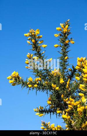 Goldener Ginster blüht vor einem klaren blauen Himmel, ihre leuchtenden Blütenblätter und scharfen grünen Stacheln fangen das Sonnenlicht ein. Stockfoto