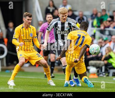 St James Park, Newcastle, Großbritannien. Mai 2026. Premier League Football, Newcastle United gegen Brighton und Hove Albion; Lewis Hall of Newcastle United kämpft gegen Yankuba Minteh von Brighton Credit: Action Plus Sports/Alamy Live News Stockfoto