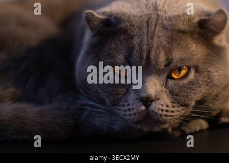 Nahaufnahme einer grauen britischen Kurzhaarkatze mit orangefarbenen Augen Stockfoto