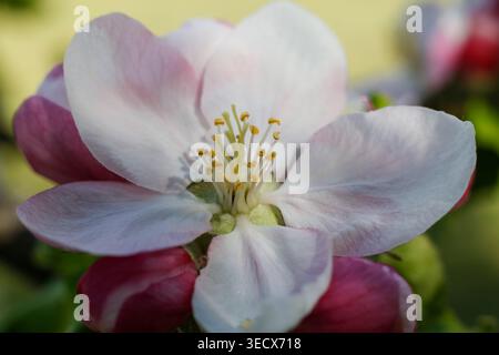 Makrodetail zarter rosa und weißer Apfelblüten, die in einem sonnigen Frühlingsobstgarten blühen Stockfoto