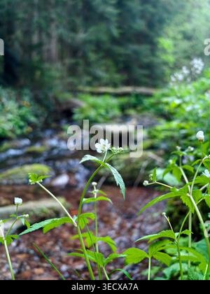Kleine Weiße Blume Neben Moosy Stream Mit Verschwommenem Kiefernhintergrund, Taufrigen Blättern, Weichem Bokeh Und Rocky Creekbed, Heitere Slowliving Stimmung Ideal Für Natu Stockfoto