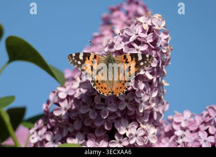 Ein gemalter Lady-Schmetterling ernährt sich von einem Fliederbusch in Sussex England Stockfoto