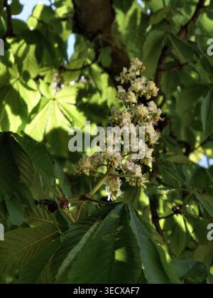 Weiße Kastanienblüten Unter Dem Grünen Blätterdach, Sanfte Hintergrundbeleuchtete Cluster Eingerahmt Von Großen Palmate-Blättern, Weiche Schatten Schaffen Eine Beruhigende Botanische Szene Stockfoto