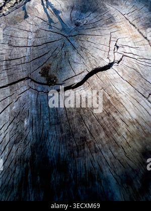 Oberfläche eines gesägten Stammes Stockfoto