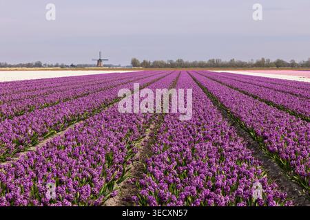 Feld der purpurnen Blumen, in den Niederlanden Stockfoto