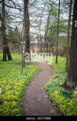 Frühling im Park mit Pfad und blühenden gelben, violetten Wildblumen, die mit Blumenteppich bedeckt sind. Stockfoto