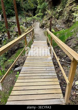 Holzsteg mit Geländern, die sich durch die üppige Waldlandschaft des Grena Park auf den Azoren schlängeln. Stockfoto
