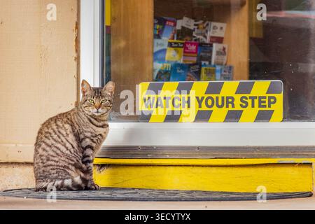 New Mexico, USA, 25. MAI 2024 - Eine Tabby-Katze sitzt aufmerksam vor einem Schaufenster mit einem gelben und schwarzen Warnschild. Stockfoto