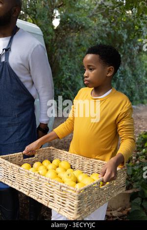 Afroamerikanisches männliches Kind mit männlichem Erwachsenen, das auf der Farm erntet, Kind mit einem Korb mit Zitronen Stockfoto