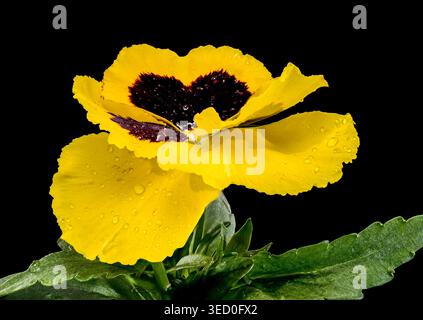 Leuchtend gelbes Stiefmütterchen mit dunklem Zentrum und Regentropfen isoliert auf schwarzem Hintergrund. Hochauflösende Makroaufnahme einer Gartenblume mit zartem Haustier Stockfoto