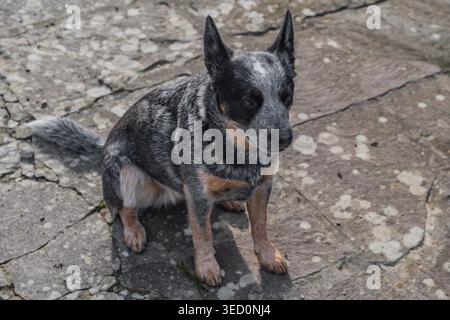 Porträt des Hundes namens Bunji, des blauen heeler australischen Rinderhundes Stockfoto