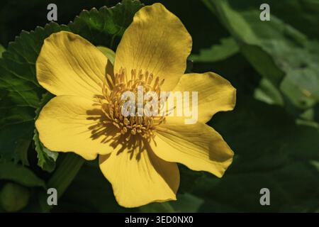 Nahaufnahme einer gelben Ranunkelblume Stockfoto