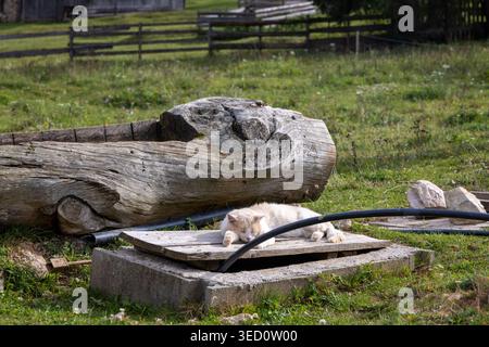 Einzelnte Katze ruht auf dem Boden. Stockfoto