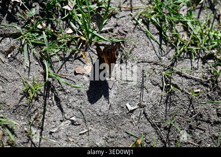 Pfauenfalter, der Flügel auf lehmigem Boden ausbreitet. Details von Aglais io, der in der Sonne auf getrocknetem Lehmboden sitzt. Stockfoto