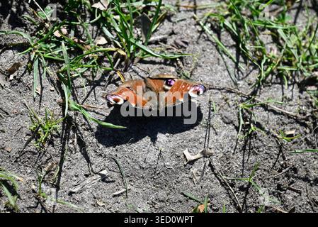 Pfauenfalter, der Flügel auf lehmigem Boden ausbreitet. Details von Aglais io, der in der Sonne auf getrocknetem Lehmboden sitzt. Stockfoto
