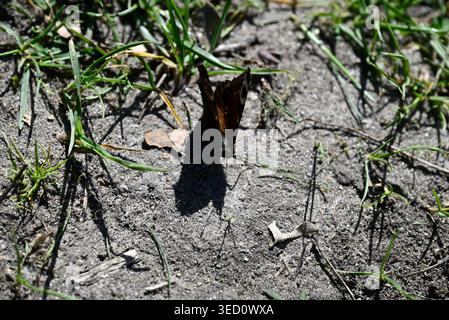 Pfauenfalter, der Flügel auf lehmigem Boden ausbreitet. Details von Aglais io, der in der Sonne auf getrocknetem Lehmboden sitzt. Stockfoto