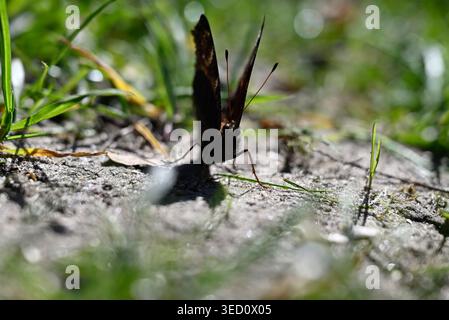 Pfauenfalter, der Flügel auf lehmigem Boden ausbreitet. Details von Aglais io, der in der Sonne auf getrocknetem Lehmboden sitzt. Stockfoto
