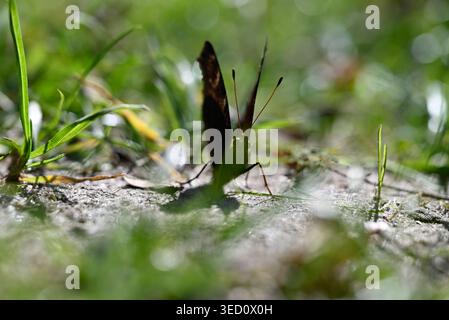 Pfauenfalter, der Flügel auf lehmigem Boden ausbreitet. Details von Aglais io, der in der Sonne auf getrocknetem Lehmboden sitzt. Stockfoto
