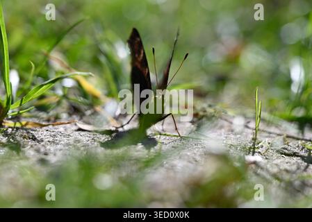Pfauenfalter, der Flügel auf lehmigem Boden ausbreitet. Details von Aglais io, der in der Sonne auf getrocknetem Lehmboden sitzt. Stockfoto