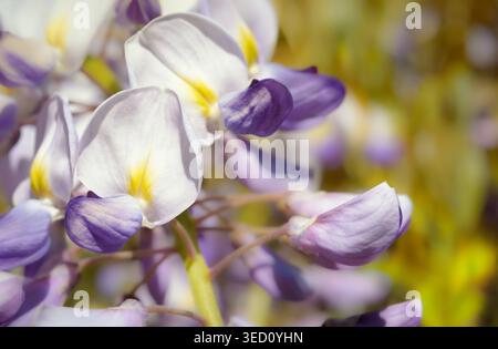 Weiße und violette Glyzinien-Blüte auf verschwommenem Hintergrund Stockfoto