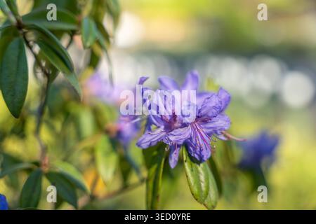 Nahaufnahme von leuchtenden violetten Azaleblüten, die zwischen grünen Blättern blühen. Sonnenlicht hebt die zarten Blüten und Tautropfen sanft hervor. Der Hintergrund ist Stockfoto