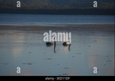 Zwei schwarze Schwäne gleiten auf einem ruhigen See bei Tuggerah an der Zentralküste von NSW, Australien Stockfoto