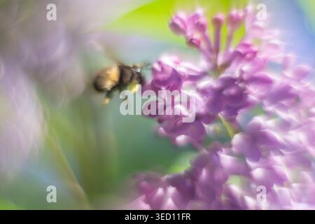 Illustration Bewegung verschwommene einzelne Hummel im Flug Flieder Blütenblatt kein Fokus Punkt beabsichtigtes Design. Stockfoto