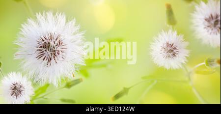 Weißer Löwenzahn im Sommer auf grünem Gras. Weicher Fokus, natürlicher Blumenhintergrund mit Kopierbereich. Stockfoto