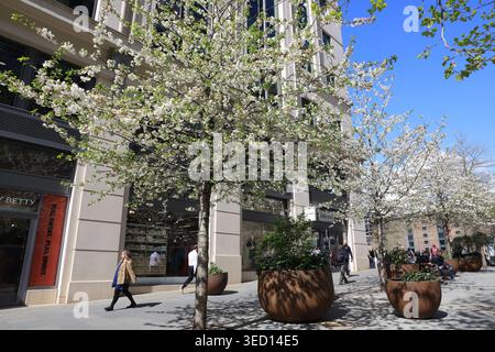 Frühlingsblüte auf dem Kings Boulevard zwischen dem Bahnhof Kings Cross und dem Granary Square im Norden Londons, Großbritannien Stockfoto