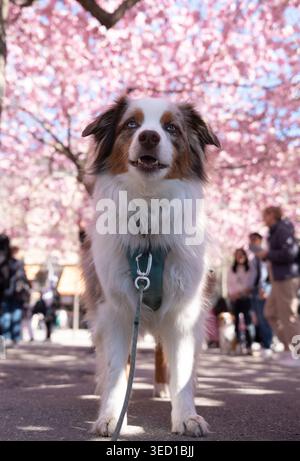 Miniatur-amerikanischer Schäferhund, der unter rosa blühenden Kirschbäumen steht Stockfoto