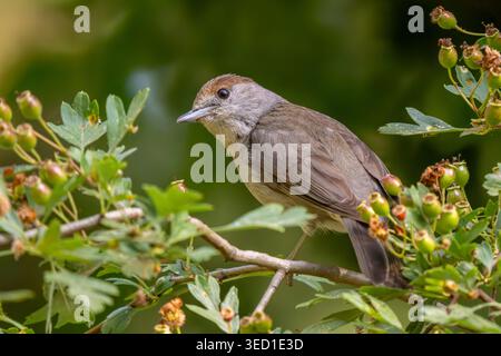 Eurasische Schwarzmütze (Sylvia atricapilla / Motacilla atricapilla) erwachsenes Weibchen, das im Frühjahr im Weißdornstrauch sitzt Stockfoto