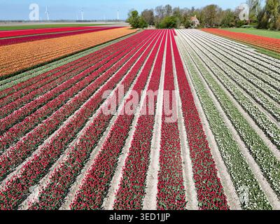 Luftaufnahme der Tulpenfelder in Holland im Frühjahr, in den Niederlanden Stockfoto