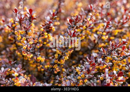 Gelbe Blumen auf Roter Berberitze Bush. Nahaufnahme von roten Berberberitze-Blättern mit kleinen gelben Frühlingsblumen, die einen farbenfrohen natürlichen Gartenhintergrund schaffen. Stockfoto