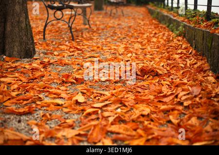 Blick auf einen Parkweg, der mit einem dicken Teppich aus gefallenen braunen und orangefarbenen Herbstblättern bedeckt ist. Stockfoto