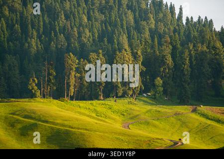 Eine wunderschöne Landschaft mit einer lebendigen grünen Wiese mit einem unbefestigten Pfad, der sich durch sie schlängelt und in einen dichten Wald mit hohen Kiefern bei Sonnenuntergang führt Stockfoto