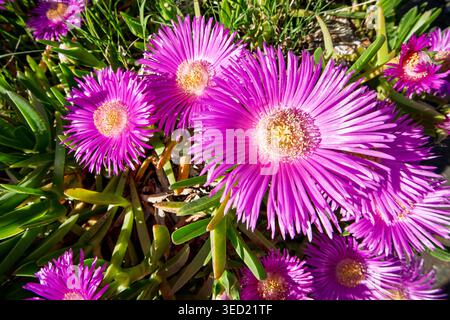 Nahaufnahme einer hellen magentafarbenen Blume von Carpobrotus edulis, auch bekannt als Hottentot-Feige oder Eispflanze, die im Frühjahr zwischen grünen saftigen Blättern wächst Stockfoto
