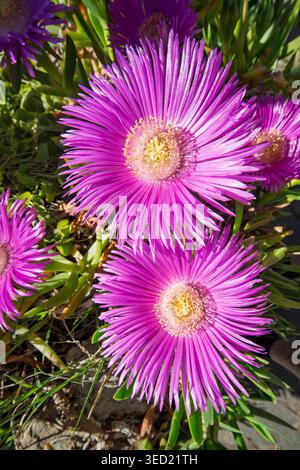 Nahaufnahme einer hellen magentafarbenen Blume von Carpobrotus edulis, auch bekannt als Hottentot-Feige oder Eispflanze, die im Frühjahr zwischen grünen saftigen Blättern wächst Stockfoto