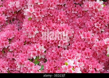 Gartenpflanzen zur Blütezeit Leuchtende Blüten verschiedener Sorten als Ergebnis einer Zucht der Freilandazalee *** Gartenpflanzen blühen helle Blüten verschiedener Sorten als Folge der Zucht der Freilandazaleen Stockfoto